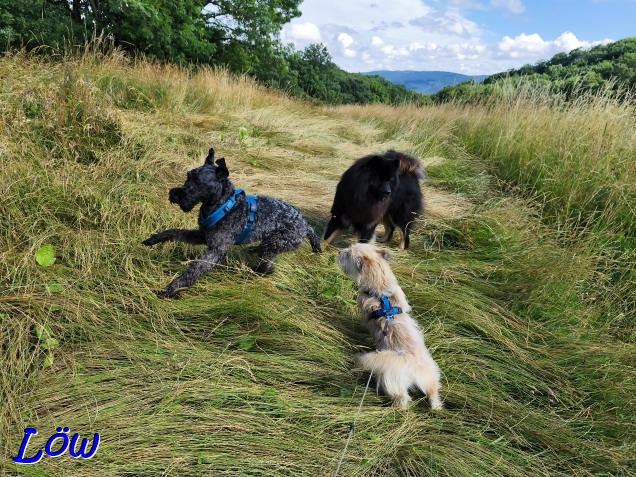 7.7.2025 - Herkules, Howard und Teddy auf der Seewiese